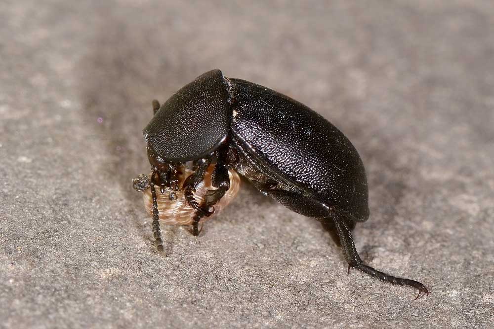 Silphidae predatrici - Ablattaria laevigata